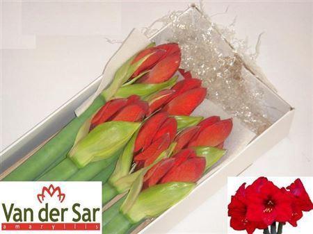 Hippeastrum Galaxy Grp 'Red Lion'