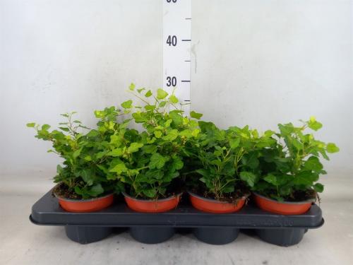 Hedera helix 'Wonder'
