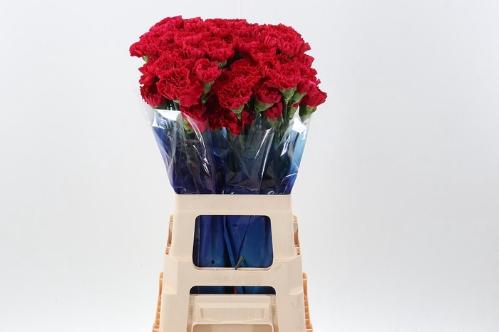 Dianthus standaard overig