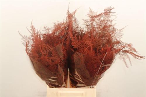 Asparagus overig kleurbehandeld H%