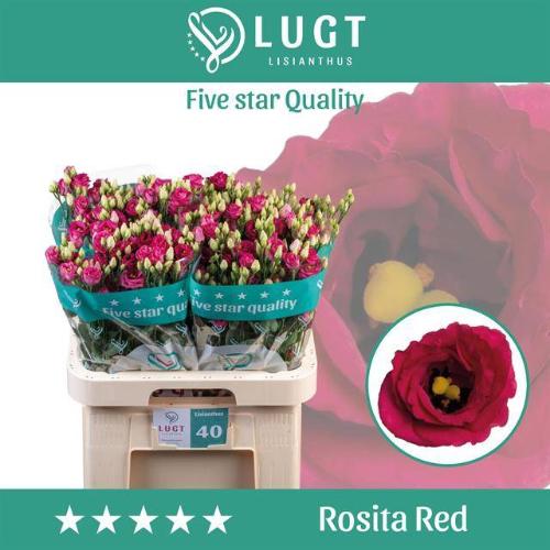 Eustoma russellianum gevuldbloemig 'Rosita Red'