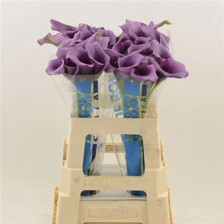 Zantedeschia 'Durban'