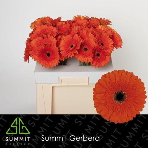 Gerbera grootbloemig 'Candela'