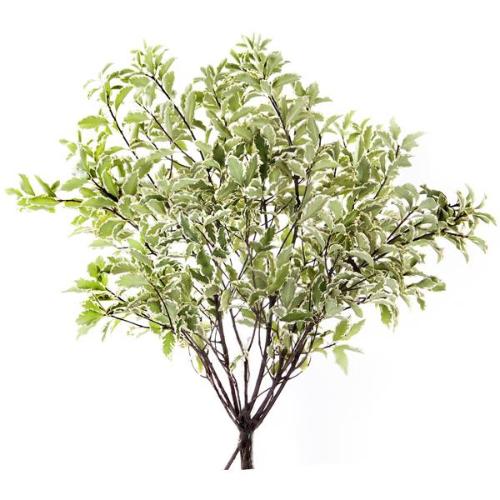 Pittosporum per bos