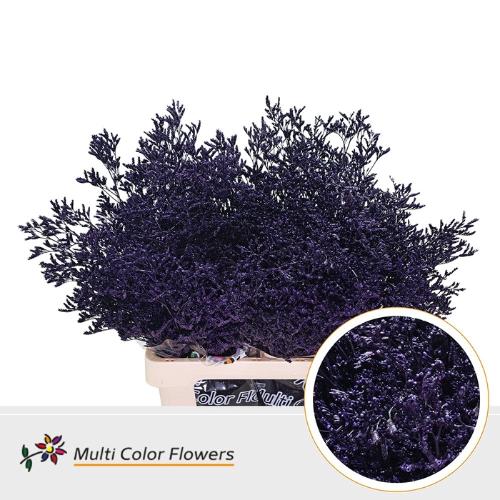 Limonium overig kleurbehandeld H%