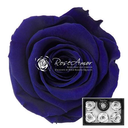 Rosa grootbloemig kleurbehandeld H%