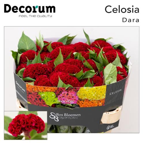 Celosia Cristata Grp 'Act Dara'