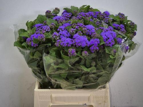 Ageratum houstonianum 'Blue Planet'