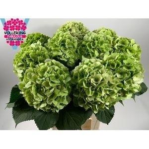 Hydrangea macrophylla 'Verena' (classic)