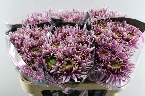 Chrysanthemum geplozen (Indicum Grp) Baltazar Intense