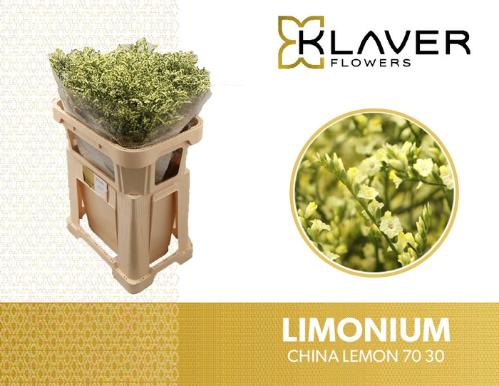Limonium sinense China Lemon