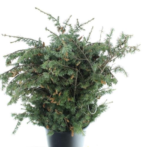 Decoratiegroen overig