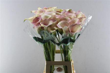 Zantedeschia 'Captain Rosette'