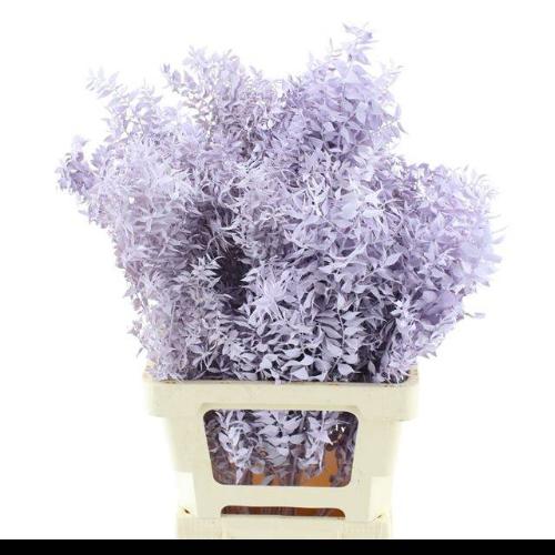 Ruscus kleurbehandeld H%