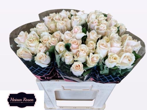 Rosa grootbloemig Talea+