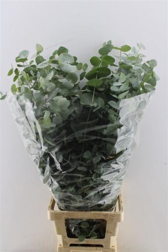 Eucalyptus cinerea