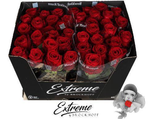 Rosa grootbloemig Red Naomi!