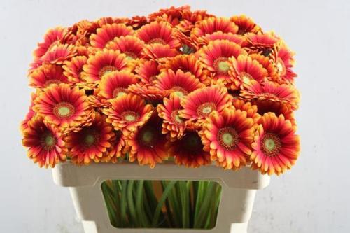 Gerbera mini Juanita