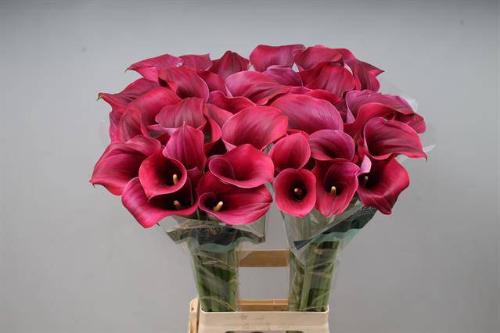 Zantedeschia 'Captain Promise'