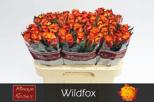 Rosa grootbloemig Wildfox