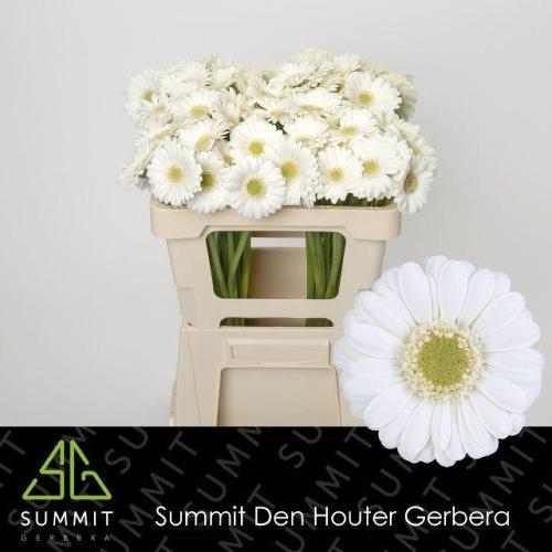 Gerbera mini Albino