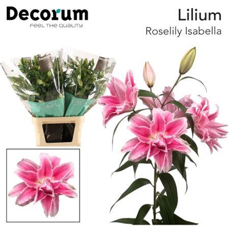 Lilium Oriental Grp Roselily Isabella