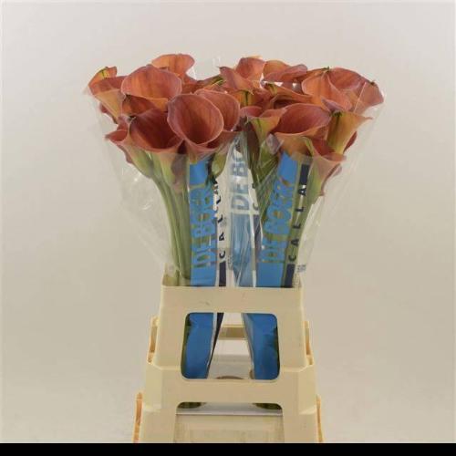 Zantedeschia 'Sunset Passion'