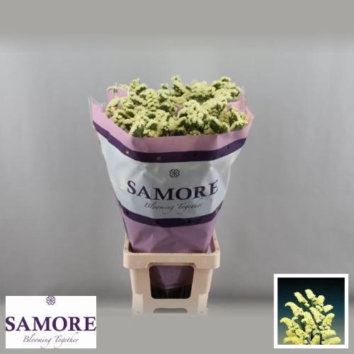 Limonium sinuatum Yellow Sun Birds