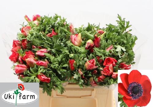 Anemone coronaria 'Galil Rood'