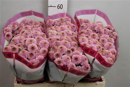 Chrysanthemum Indicum Grp tros santini Aaa Doria Pink
