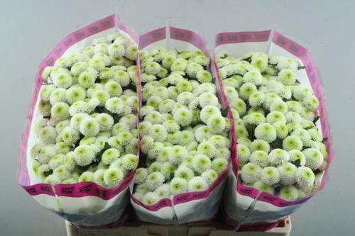 Chrysanthemum (Indicum Grp) tros santini AAA Poppy