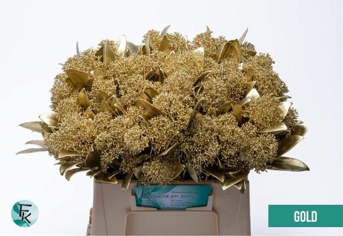 Skimmia per bos overig kleurbehandeld H%