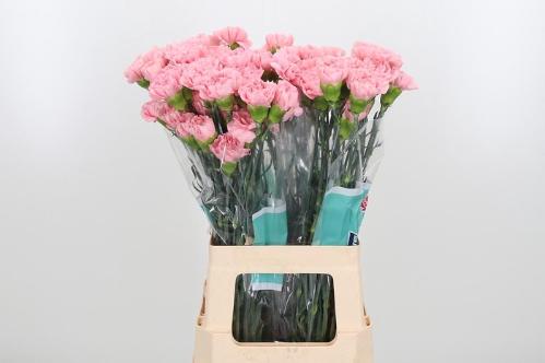 Dianthus standaard overig