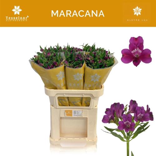 Alstroemeria Maracana