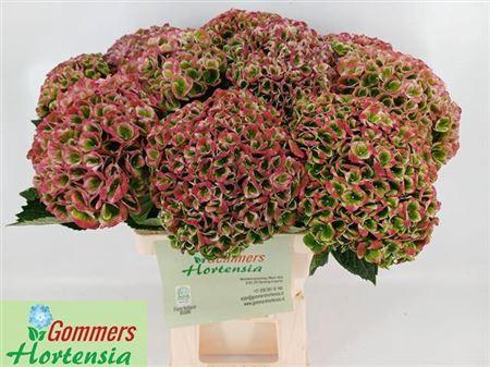 Hydrangea macrophylla Magical Revolution (classic)