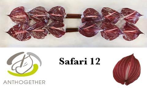 Gerbera grootbloemig 'Giovani'