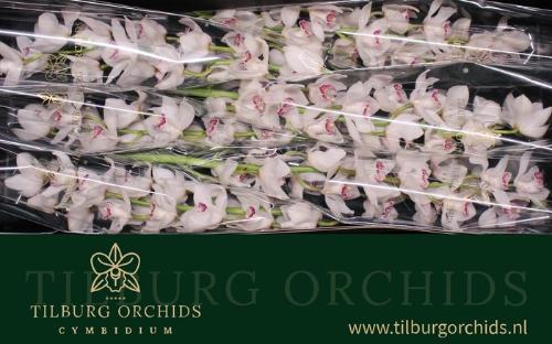 Cymbidium grootbloemig 'Cinderella'