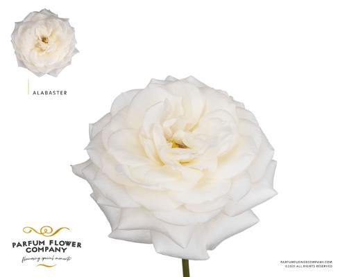 Rosa grootbloemig overig