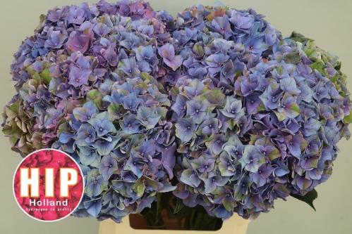 Hydrangea macrophylla 'Rodeo' (paars)