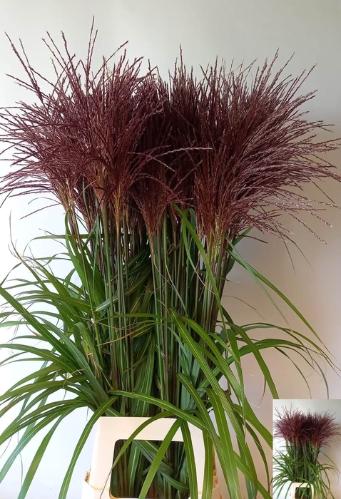 Miscanthus sinensis 'Malepartus'