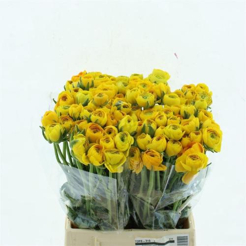 Ranunculus asiaticus 'Elegance Yellow'