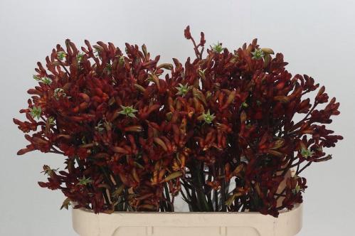 Anigozanthos 'Early Spring'