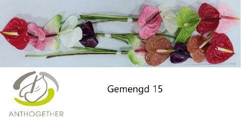 Anthurium Andreanum Grp gemengd