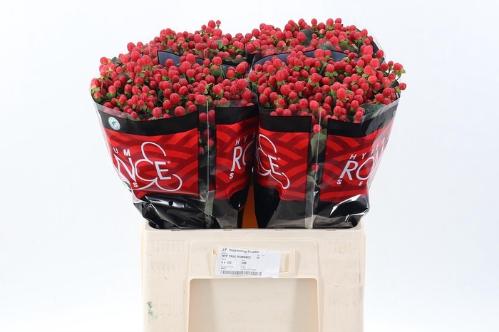 Hypericum androsaemum True Romance