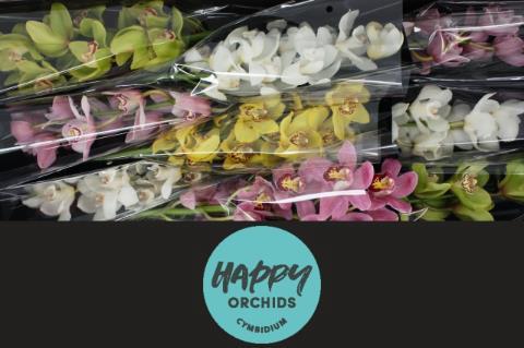 Cymbidium grootbloemig per tak gemengd