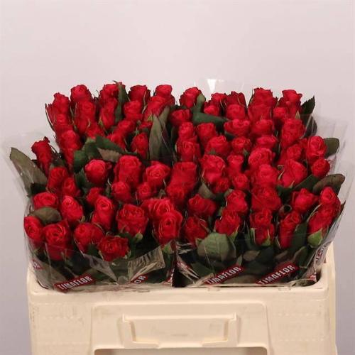 Rosa grootbloemig Tacazzi+