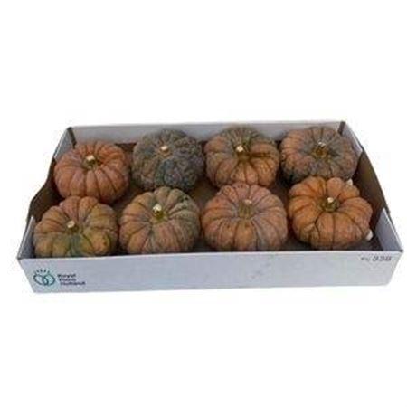 Cucurbita pepo