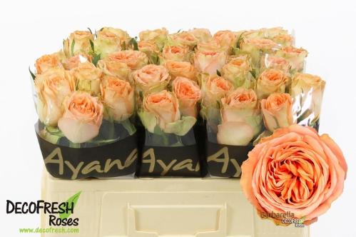 Rosa grootbloemig Barbarella