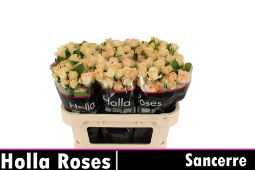 Rosa tros Sancerre