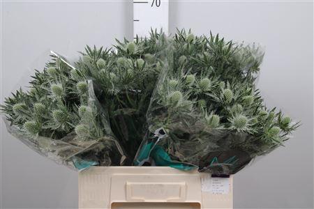 Eryngium alpinum 'Gemini Questar'